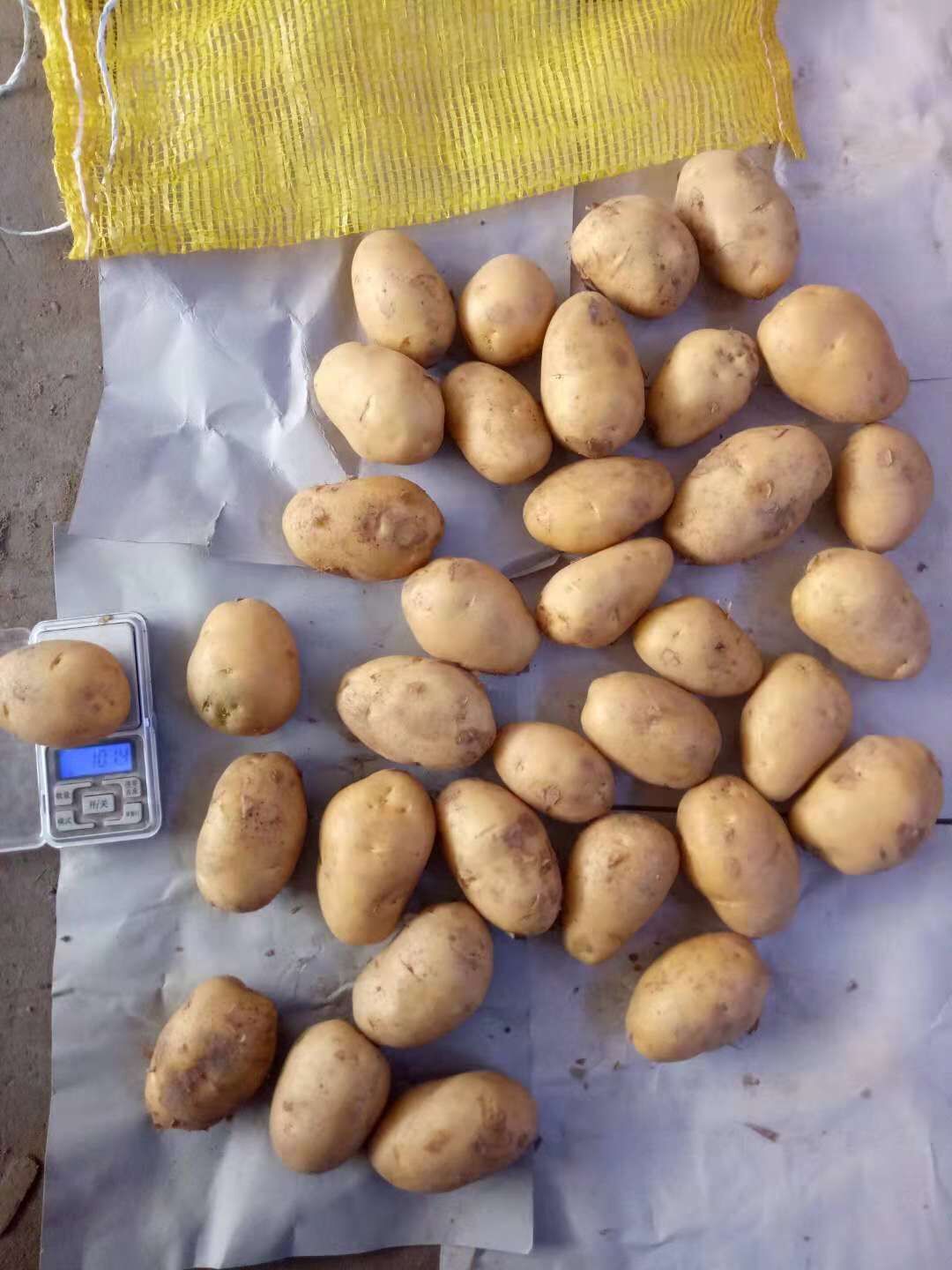 Fresh Potato / Holland 7 / 10kg carton / 8kg carton