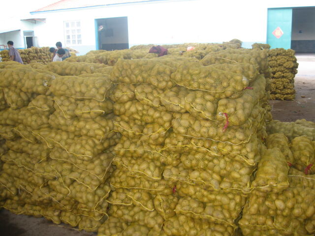 Fresh Potato / Holland 7 / 10kg carton / 8kg carton