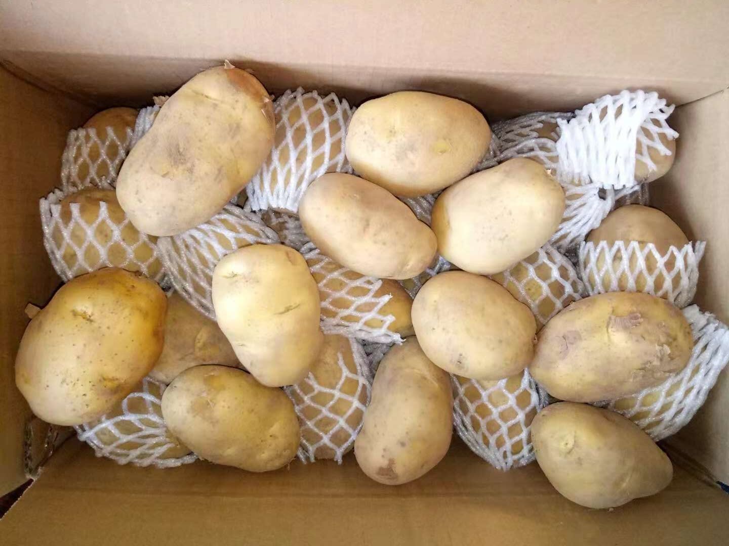 Fresh Potato / Holland 7 / 10kg carton / 8kg carton