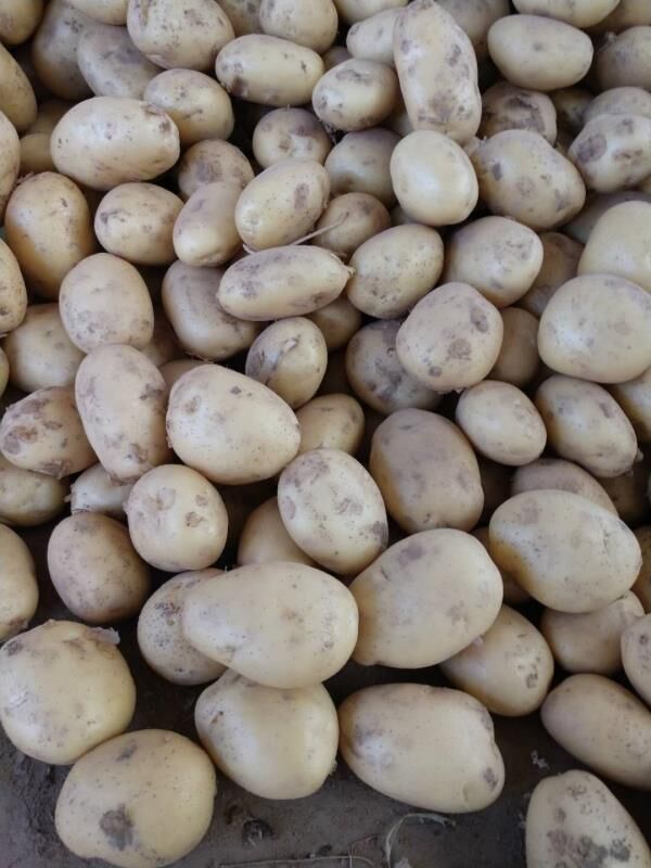 Fresh Potato / Holland 7 / 10kg carton / 8kg carton