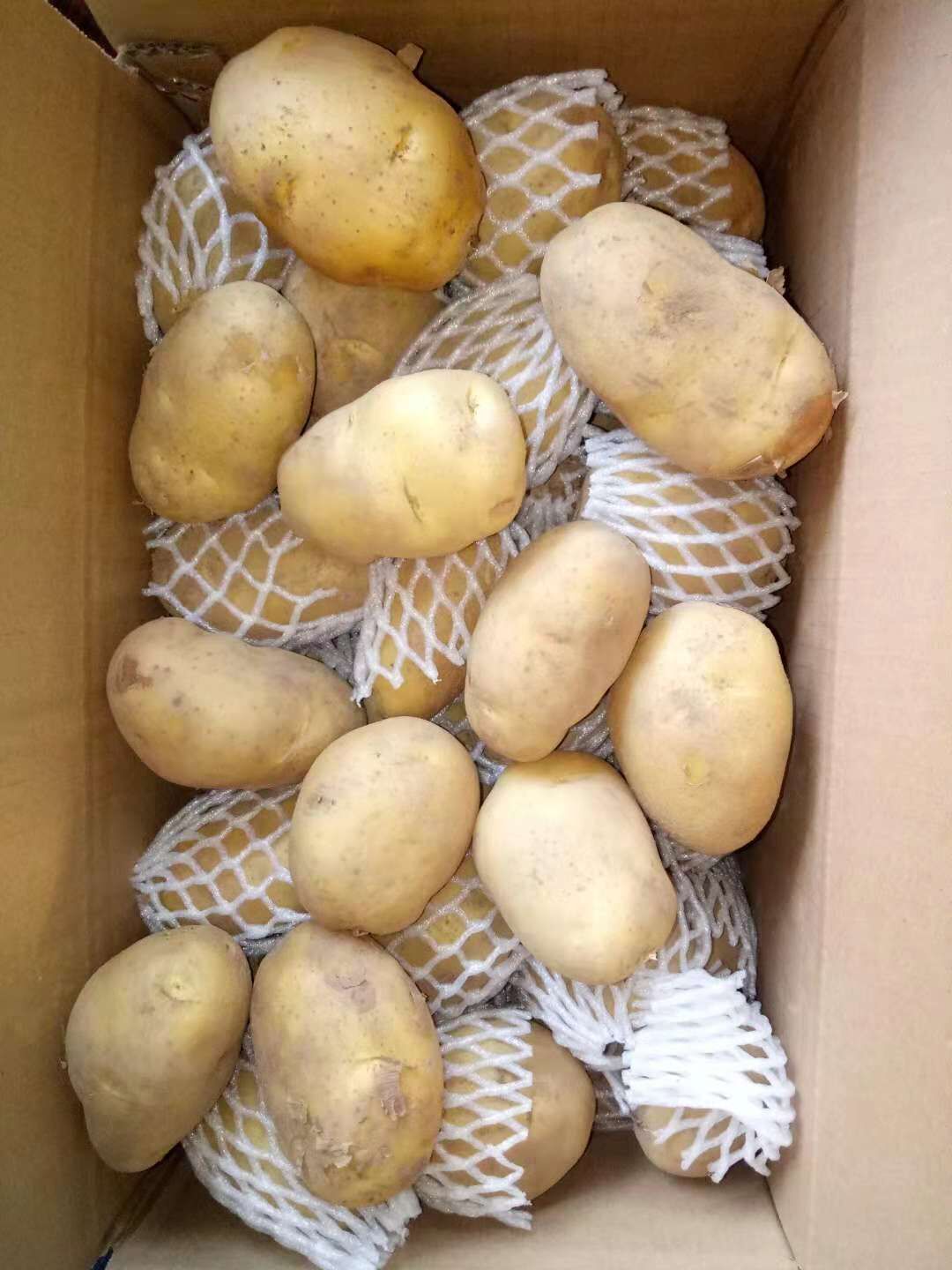 Fresh Potato / Holland 7 / 10kg carton / 8kg carton