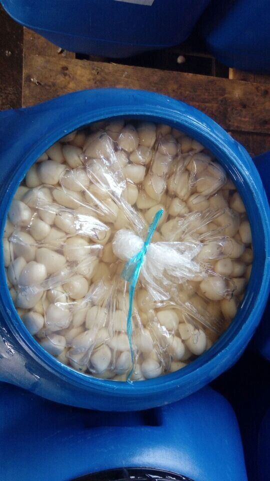 Fresh Peeled Garlic Cloves in Brine / Salted Peeled Garlic Cloves / Pickled Garlic Cloves