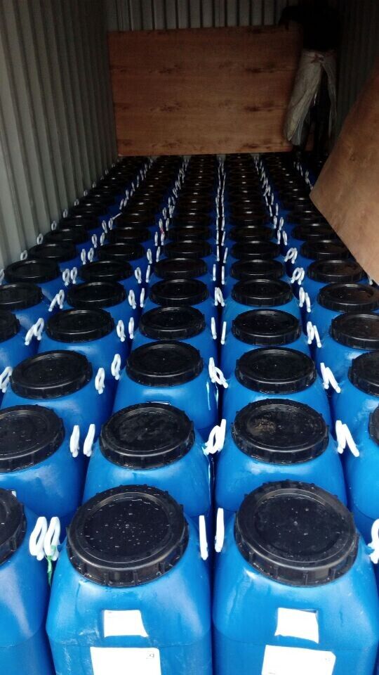 Fresh Peeled Garlic Cloves in Brine / Salted Peeled Garlic Cloves / Pickled Garlic Cloves