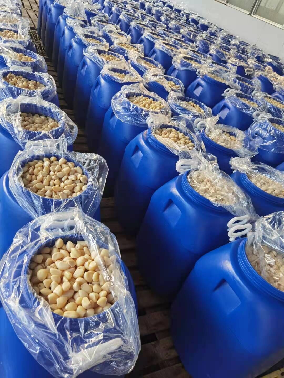 Fresh Peeled Garlic Cloves in Brine / Salted Peeled Garlic Cloves / Pickled Garlic Cloves