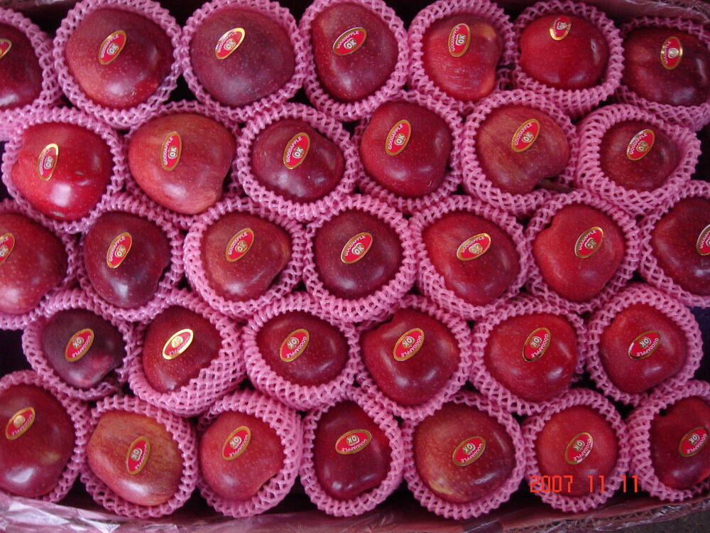 Red Huaniu Apple / Red Delicious Apple