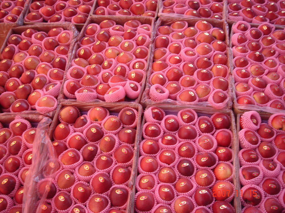 Red Huaniu Apple / Red Delicious Apple
