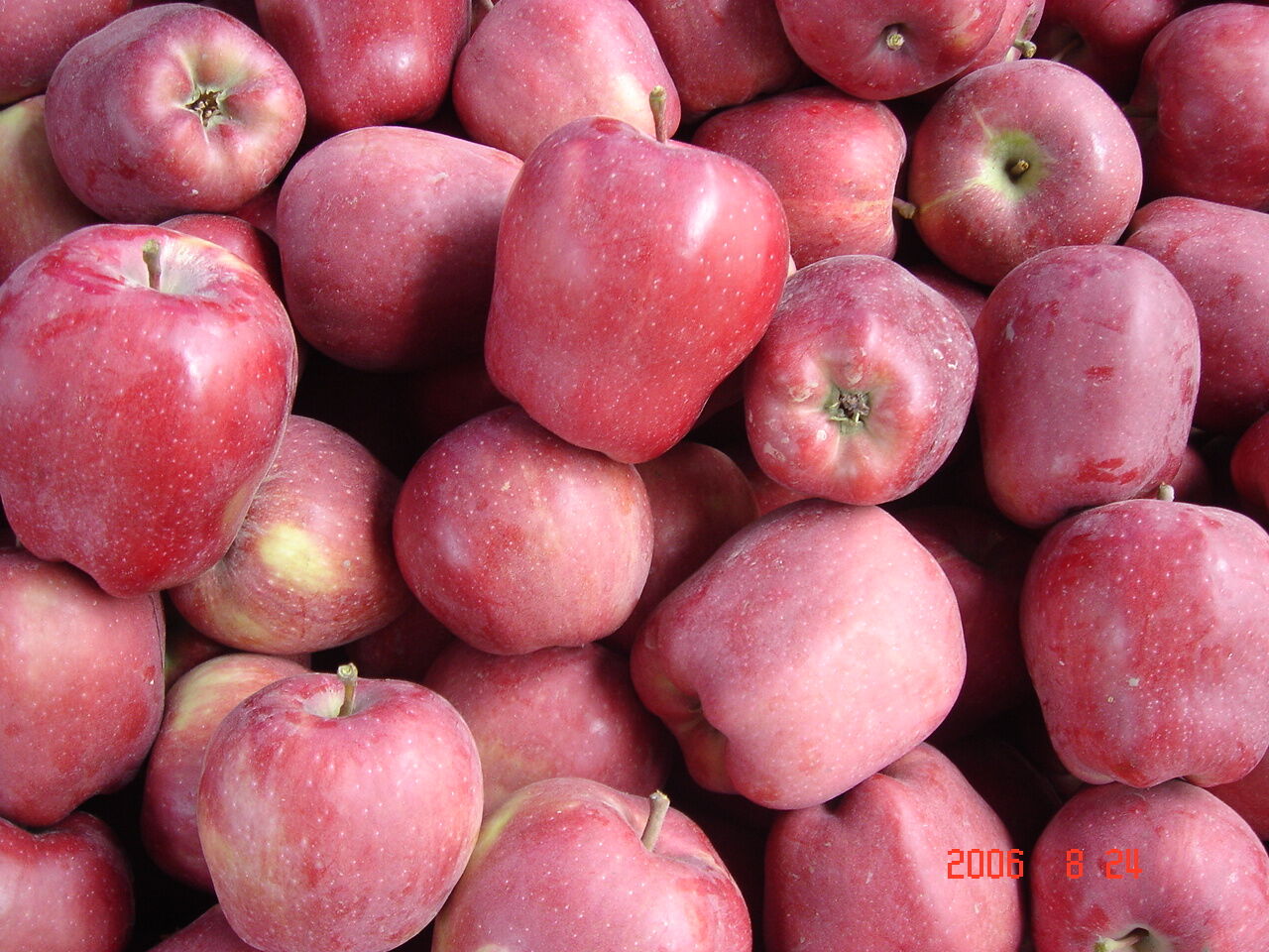 Red Huaniu Apple / Red Delicious Apple