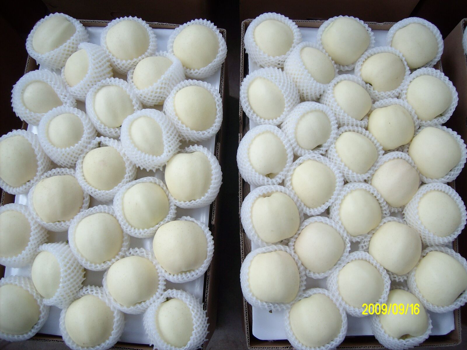 Golden Apple / Jinshuai Apple