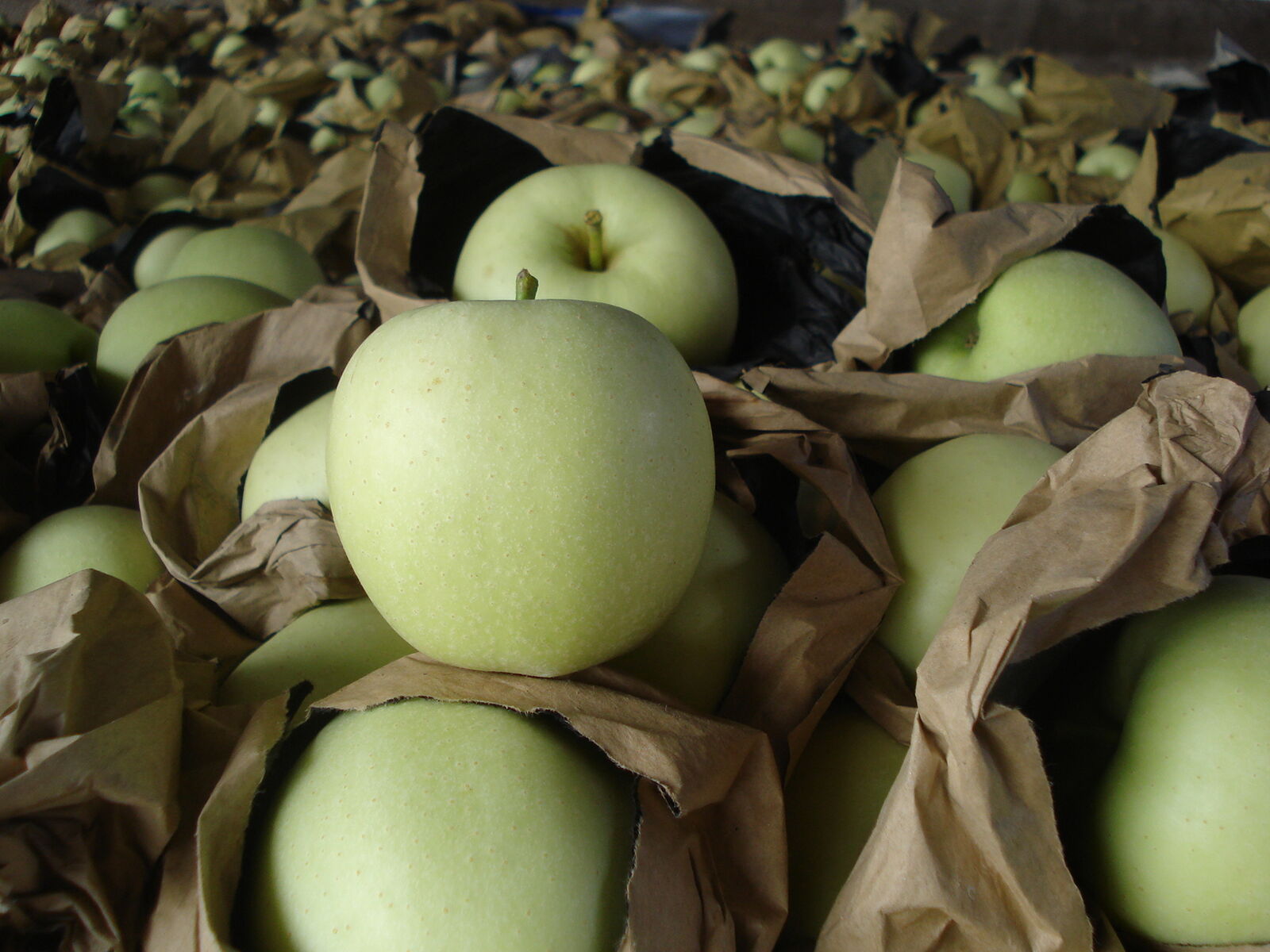 Golden Apple / Jinshuai Apple