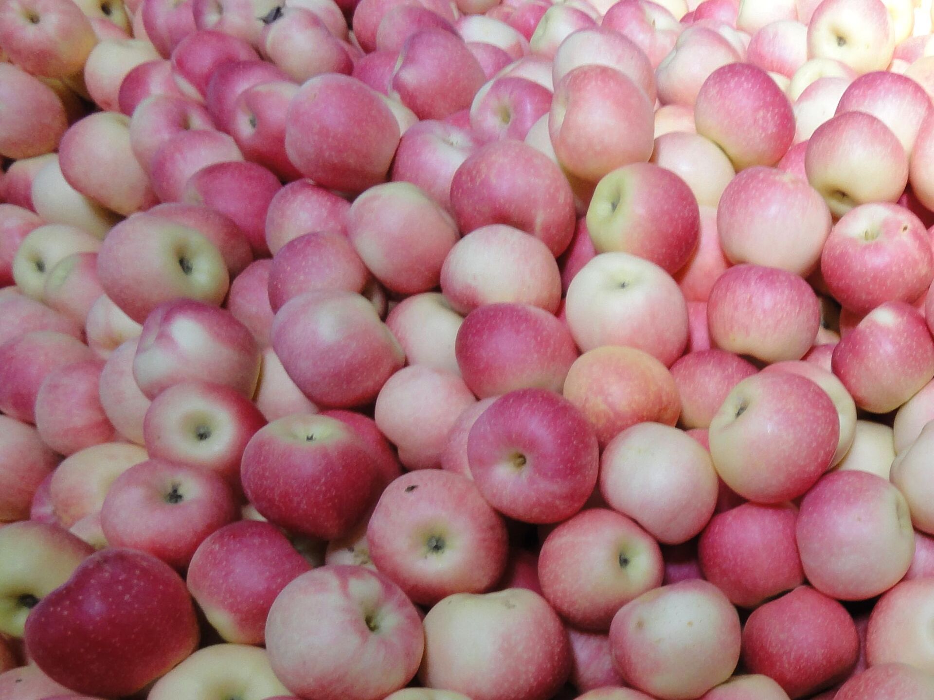 Gala Apple / Bagged Gala Apple