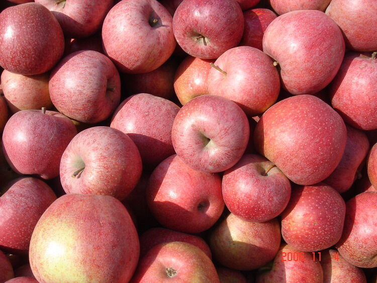 Bagged Qinguan Apple