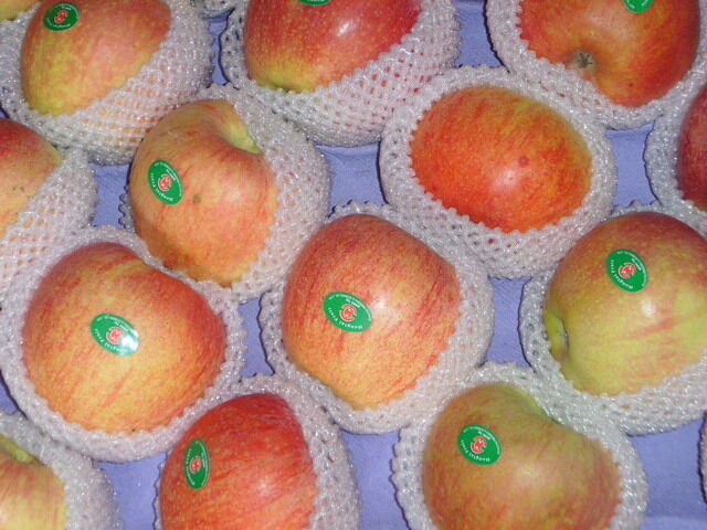 Bagged Qinguan Apple