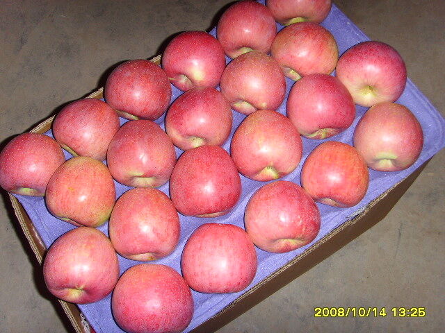 Bagged Qinguan Apple