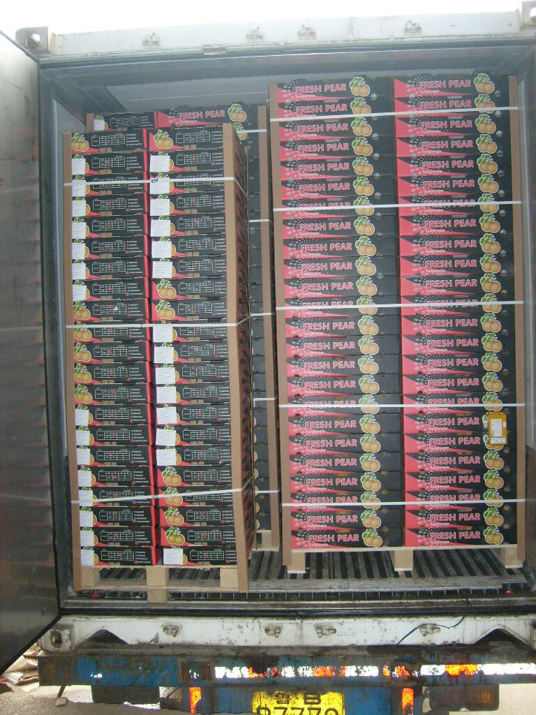 Fengshui Pear / Brown Pear