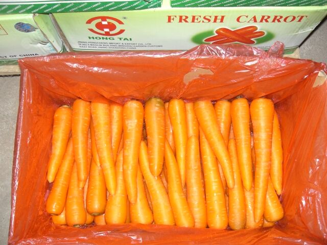 Fresh Carrot