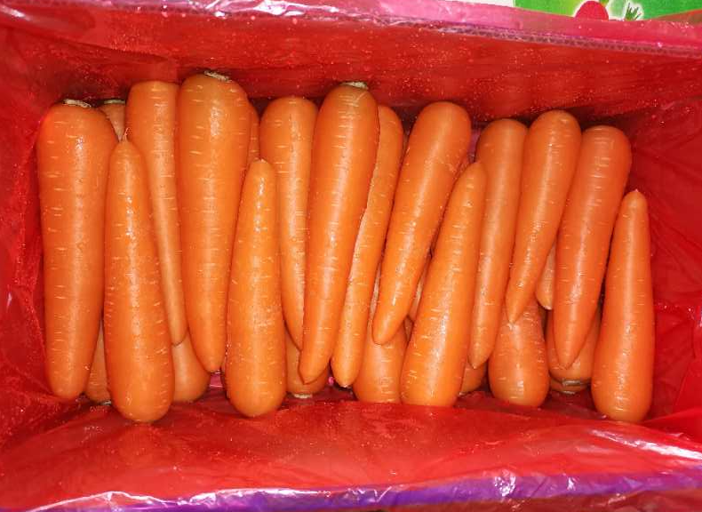 Fresh Carrot
