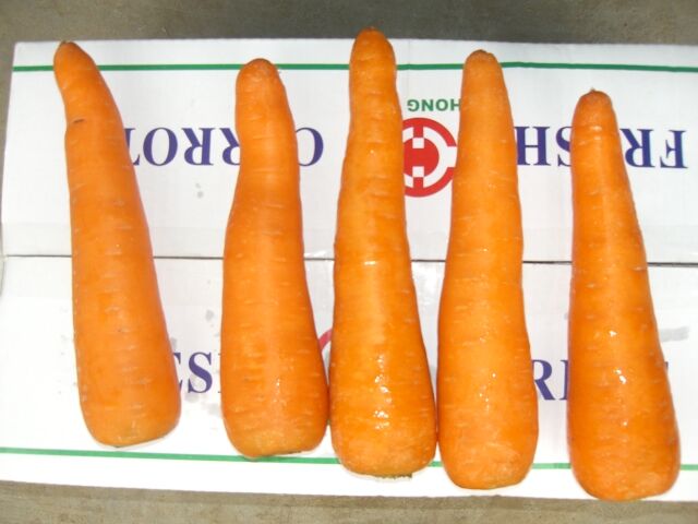 Fresh Carrot