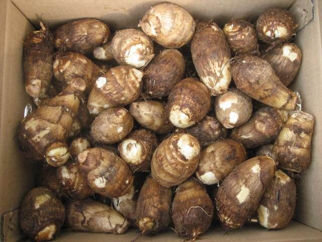 Fresh Taro / Chinese Taro