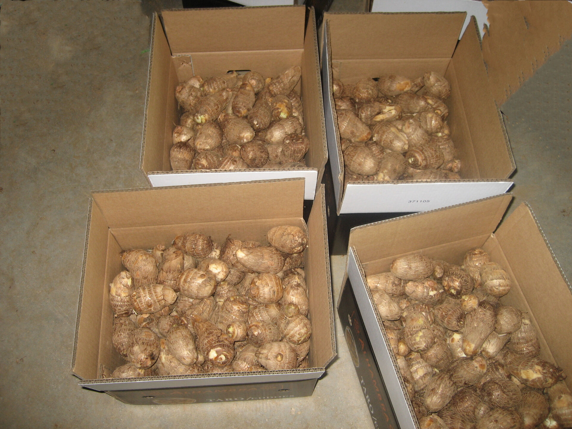 Fresh Taro / Chinese Taro