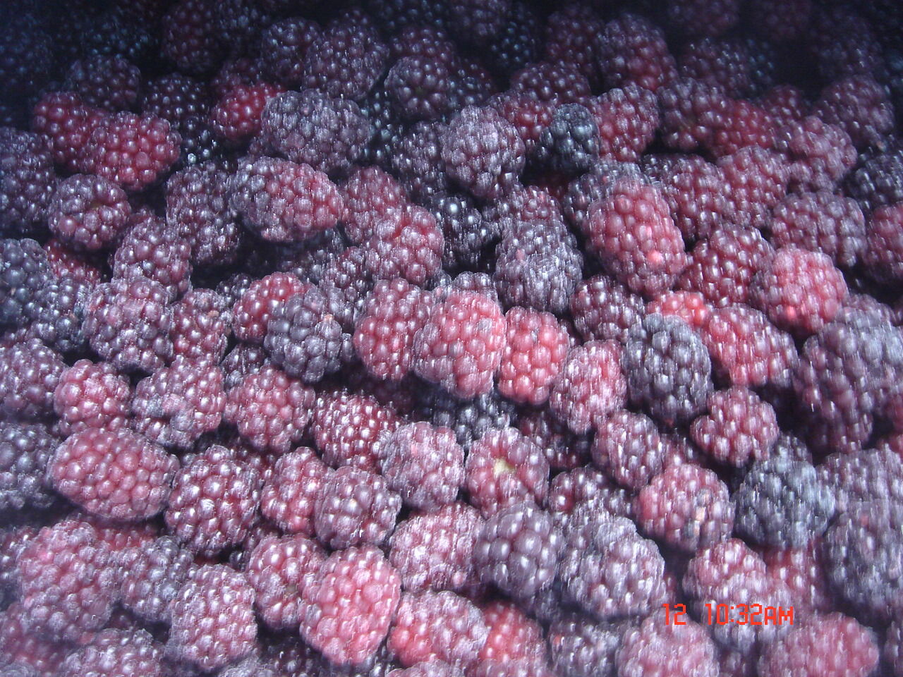 Frozen Blackberry