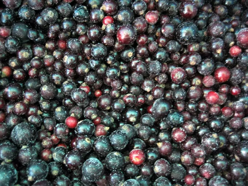 Frozen Black Currant / IQF Black Currant