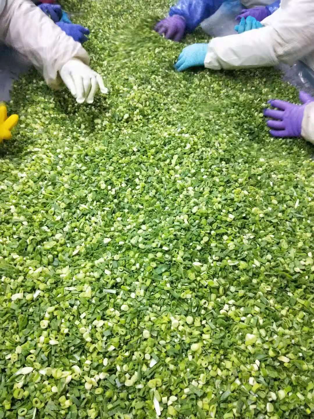 Frozen Green Spring Onion