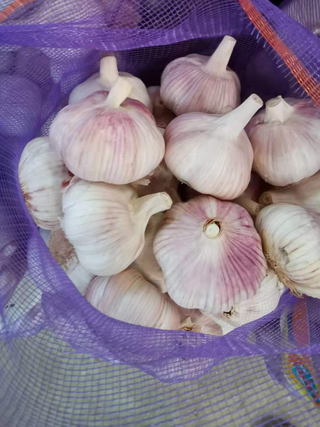 Fresh Garlic in Loose Mesh Bag