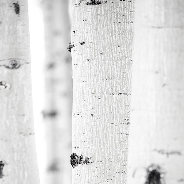 White Willow Bark Lactobacillus Ferment Filtrate (Freda-WWB)