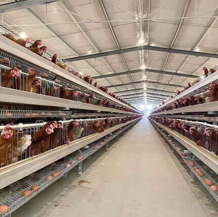 A type and H type of large cage feature a multi-tier design that allows farmers to house a large number of birds