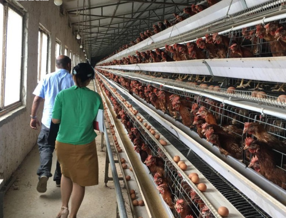 What are the good animal husbandry practices in poultry farming that aim to promote bird welfare and poultry farming management