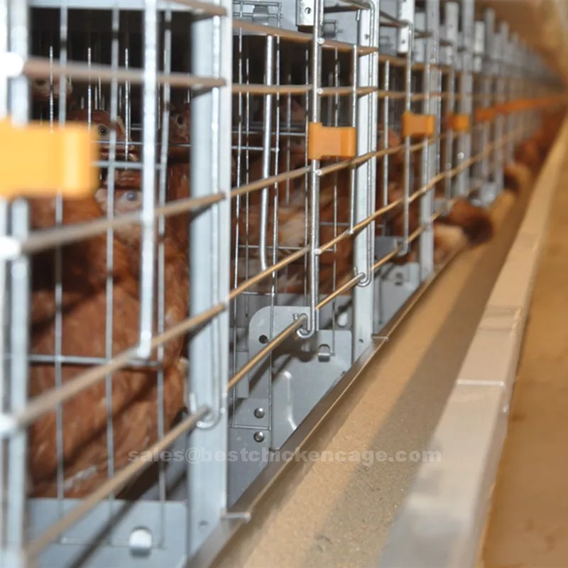 Advantages of poultry equipment with automatic systems for broiler breeders include productivity and reduced labor costs