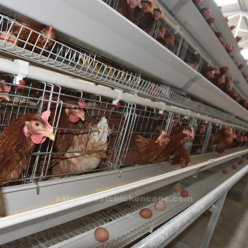 Dimensions and advantages of a manual layer cage system a low-cost option for farmers seeking efficiency