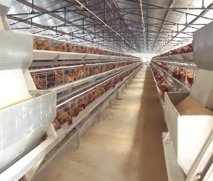 Poultry farming provides a rich source of protein for human consumption with low initial investment