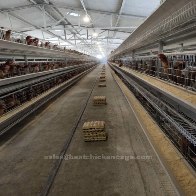 Do you know that the cage system is designed to reduce stress and promote egg production