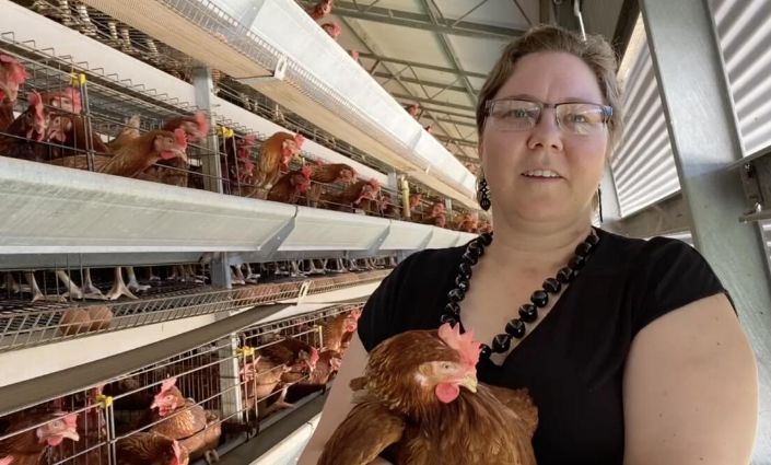 The helpful knowledge of an A-frame layer battery cage system with its space-saving design makes it an ideal investment