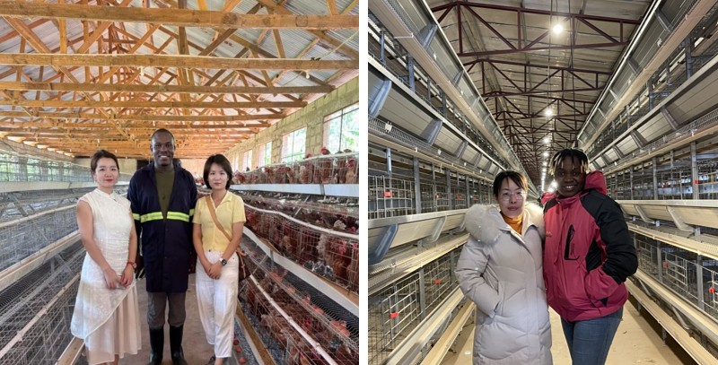 poultry farm.png