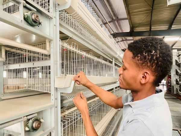 Ethiopia branch office factory warehouse supplying poultry farm project scheme, chicken poultry cage, and poultry equipment