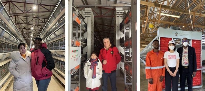 poultry farm chicken cage (2).png