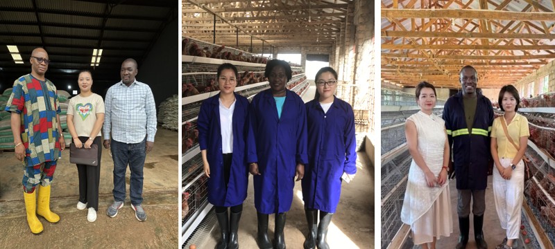 poultry farm chicken cage (3).png