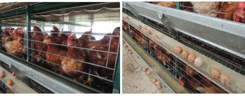 African poultry farm chicken cage (2).jpg