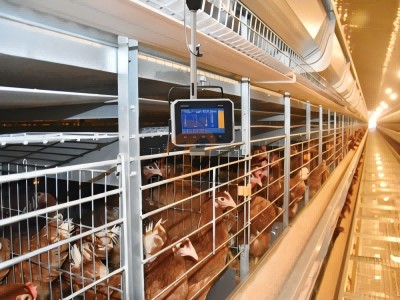 AI management poultry farm (2).png