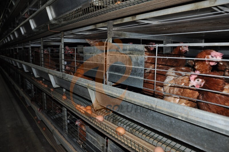 in chicken house cage structure  (2).JPG