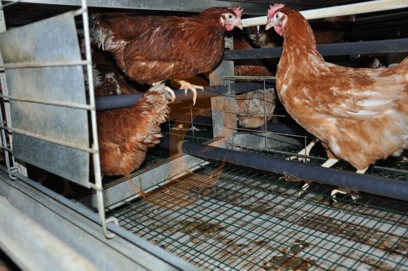 in chicken house cage structure .JPG