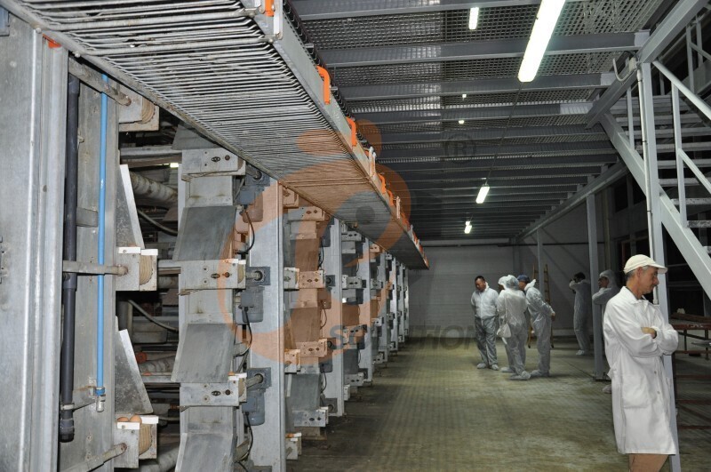 in chicken house egg collection  (1).JPG
