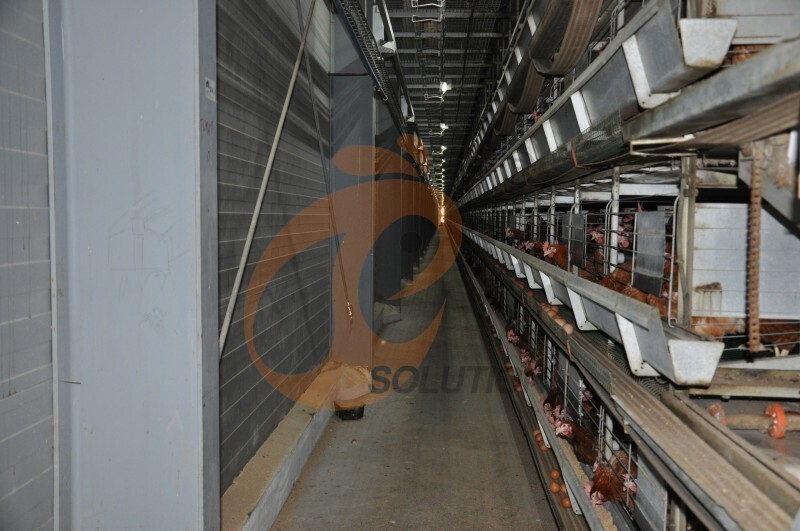 in chicken house ventilation 2.JPG