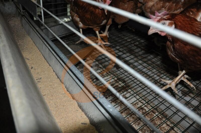 in chicken house cage structure (1).JPG