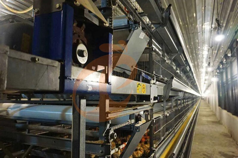 Thailand's poultry farm, 448,000 brooders, brooder cage, poultry farm equipment (2).jpg