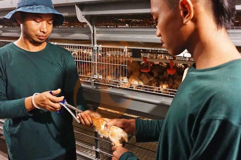 Thailand's poultry farm, 448,000 brooders, brooder cage, poultry farm equipment (3).jpg