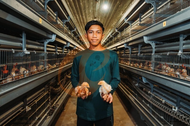 Thailand's poultry farm, 448,000 brooders, brooder cage, poultry farm equipment (4).jpg