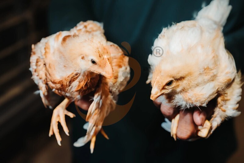 Thailand's poultry farm, 448,000 brooders, brooder cage, poultry farm equipment (5).jpg